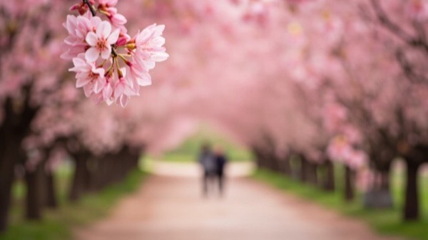 樱花隧道